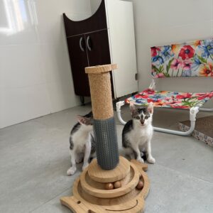 Asociatia Therapy Dogs and Cats Asociatia Therapy Dogs and Cats