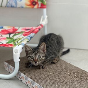 Asociatia Therapy Dogs and Cats Asociatia Therapy Dogs and Cats