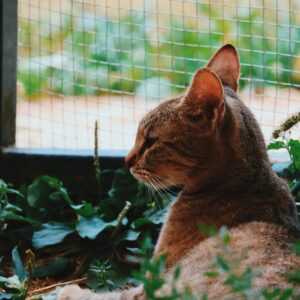 Asociatia Therapy Dogs and Cats Asociatia Therapy Dogs and Cats