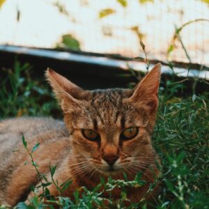 Asociatia Therapy Dogs and Cats Asociatia Therapy Dogs and Cats
