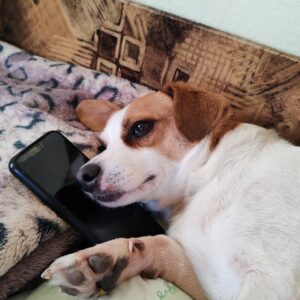 Asociatia Therapy Dogs and Cats