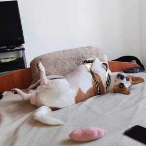 Asociatia Therapy Dogs and Cats