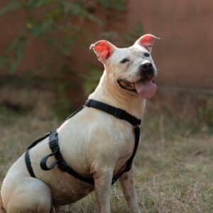 Asociatia Therapy Dogs and Cats
