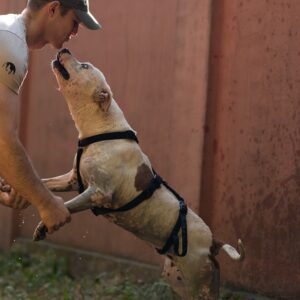 Asociatia Therapy Dogs and Cats