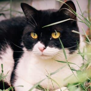Asociatia Therapy Dogs and Cats