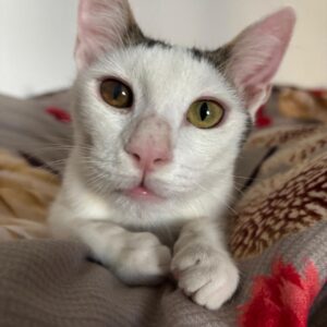 Asociatia Therapy Dogs and Cats Asociatia Therapy Dogs and Cats