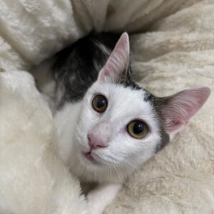 Asociatia Therapy Dogs and Cats Asociatia Therapy Dogs and Cats