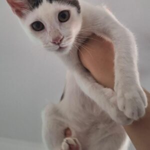 Asociatia Therapy Dogs and Cats Asociatia Therapy Dogs and Cats