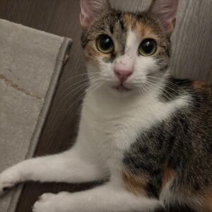Asociatia Therapy Dogs and Cats Asociatia Therapy Dogs and Cats