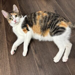 Asociatia Therapy Dogs and Cats Asociatia Therapy Dogs and Cats