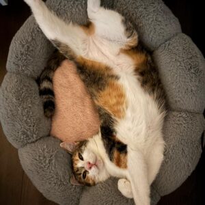 Asociatia Therapy Dogs and Cats Asociatia Therapy Dogs and Cats