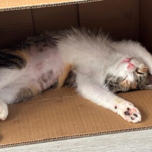 Asociatia Therapy Dogs and Cats Asociatia Therapy Dogs and Cats