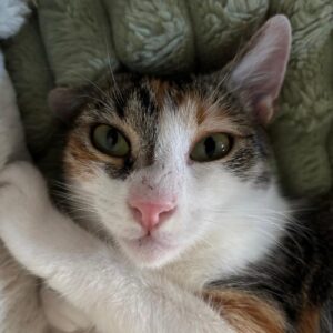 Asociatia Therapy Dogs and Cats Asociatia Therapy Dogs and Cats
