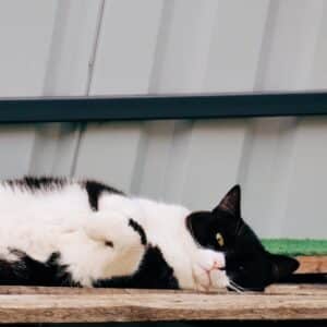 Asociatia Therapy Dogs and Cats