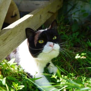 Asociatia Therapy Dogs and Cats