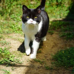 Asociatia Therapy Dogs and Cats