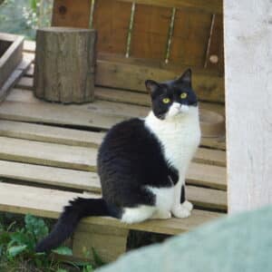 Asociatia Therapy Dogs and Cats