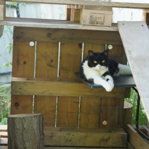 Asociatia Therapy Dogs and Cats